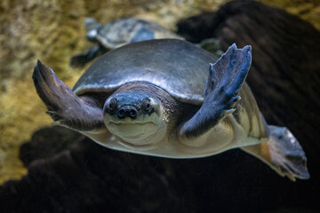 Obraz premium A freshwater turtle with a pig's snout.