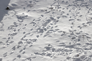 Footprints in the snow, footsteps in the melting snow