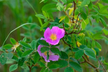 A Smooth or Wild Rose blooms at Tawas Point State Park, in East Tawas, Michigan.