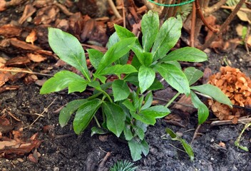 Not blooming about the leaves themselves Hellebore flower grows in the garden in winter without snow in mid-January