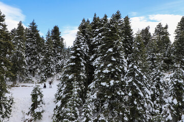 A snowy day in the forest, Snow and pine trees. Pine forest in winter. Tree trunks and snow. Winter in Uludag, Bursa.