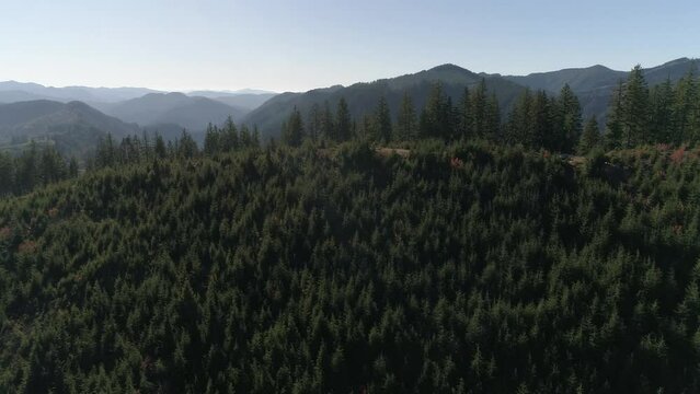 Pacific Forest Logging Sites Regrowth of Trees  and Mountains Aerial Video 6