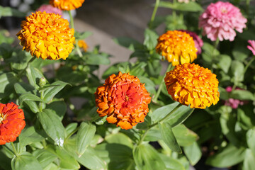Colorful zinnia flowers blooming  in the garden