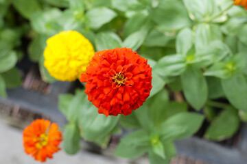 Colorful zinnia flowers blooming  in the garden