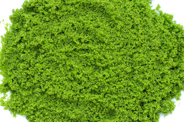 Wolffia globosa or swamp algae, water meal