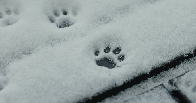 Detailed footage of a cat's paw prints on snowy ground.