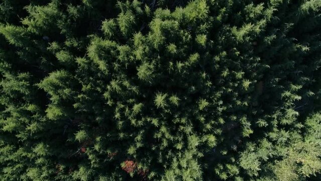 Pacific Forest Logging Sites Regrowth of Trees Aerial Video 3