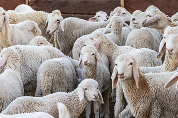 Herd of sheep in the Tunisian desert.