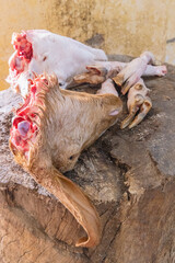 Goat head in a butcher shop in Bir al Haffay.
