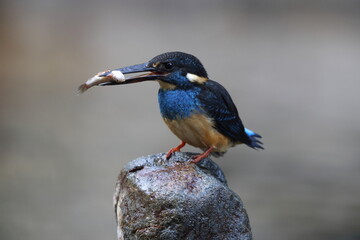 Fototapeta premium Javan blue-banded kingfisher (Alcedo euryzona), is a species of kingfisher in the subfamily Alcedininae. It is endemic to and found throughout Java.