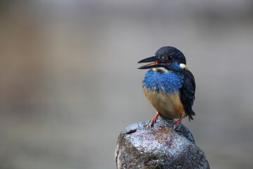 Obraz premium Javan blue-banded kingfisher (Alcedo euryzona), is a species of kingfisher in the subfamily Alcedininae. It is endemic to and found throughout Java.
