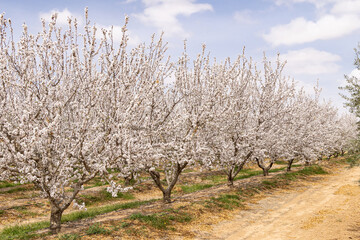 Fototapeta premium Almond blossoms in a Tunisian orchard.
