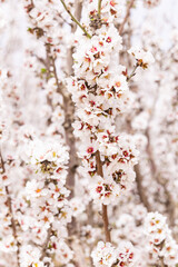 Almond blossoms in a Tunisian orchard.