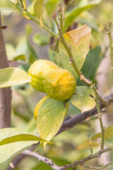 Fresh lemons on a tree in a Tunisian orchard.