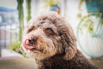 Juego Divertido: Perro de Aguas Marrón Tocando su Nariz con la Lengua