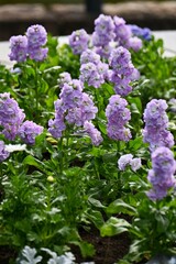 Stock ( Mattihiola incana ) flowers. Brassicaceae perennial plants.It is a popular flower for flower beds because of its colorful flowers.