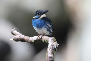  Javan blue-banded kingfisher (Alcedo euryzona), is a species of kingfisher in the subfamily Alcedininae. It is endemic to and found throughout Java.