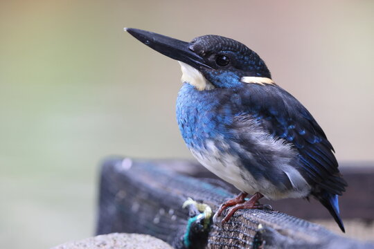 Javan blue-banded kingfisher (Alcedo euryzona), is a species of kingfisher in the subfamily Alcedininae. It is endemic to and found throughout Java.