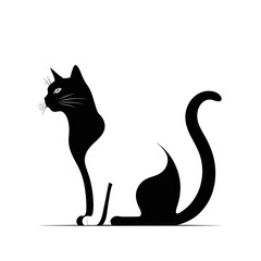 black and white cat