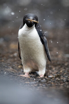 Antarctica Penguin 