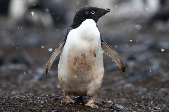 Antarctica Penguin 