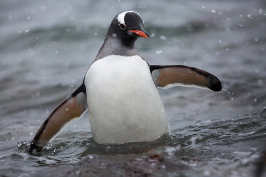 Gentoo Penguin in Antarctica