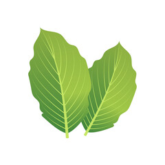 Vector mint vector leaves. plant mint, green leaf mint, organic and fresh mint illustration