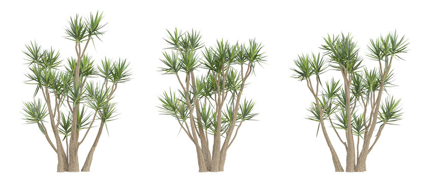 Evergreen tree of yucca gigantea on transparent background, png plant, 3d render illustration.