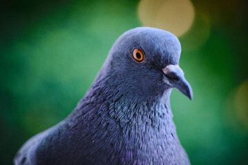 Portrait of a Rock Pigeon