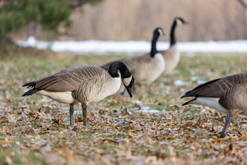 Geese in Winter in United States