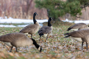 Flock of Geese in Open Field