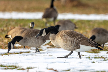 Canadian Geese in Rocky Mountains of Colorado