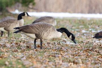 Wild Birds of Boulder Colorado, Wildlife 2023