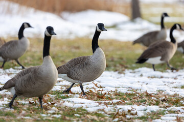 Flock of Canadian Geese in Open Snowy Field