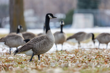 Wildlife of Colorado, Birds of Boulder, Canada Goose