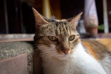 Domestic cat sitting on the floor and looking at camera. Selective focus.