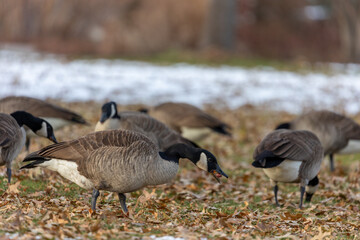 Canadian Geese Eating Berries in Open Field in Colorado