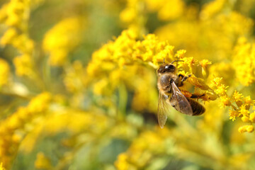 Honeybee collecting nectar from yellow flowers outdoors, closeup. Space for text