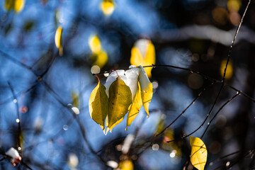 leaves after snow