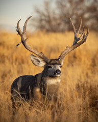 Non-typical Mule deer buck (odocoileus hemionus) standing in tall grass facing morning sun during fall deer rut Colorado, USA	
