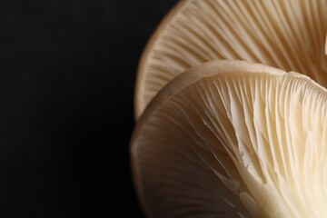 Fresh oyster mushrooms on black background, macro view. Space for text