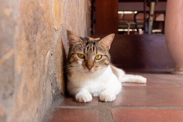 Portrait of a cat with green eyes on a stone wall background