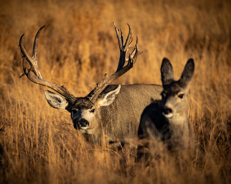 Non-typical Mule deer buck (odocoileus hemionus) chasing doe in golden morning sunlight during fall deer rut Colorado, USA	
