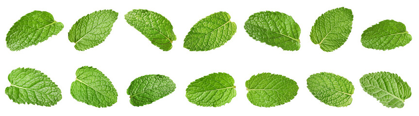 Many fresh mint leaves isolated on white