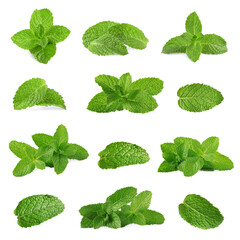 Fresh mint leaves isolated on white, set