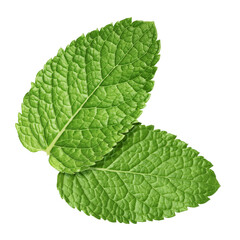 Obraz premium Fresh green mint leaves isolated on white