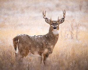 White-tailed deer (odocoileus virginianus) standing broadside in field on snowy wintry day during...