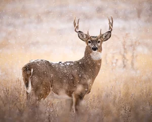 Plexiglas foto achterwand White-tailed deer (odocoileus virginianus) standing broadside in field on snowy wintry day during fall deer rut Colorado, USA   © Michael