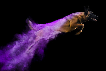 Belgian Malinois Shepherd dog in Holi powder