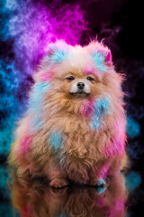 Miniature Spitz Pomeranian dog in Holi powder
